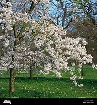 Image result for Prunus Yedoensis