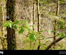 Image result for Large Elm Tree Leaves