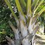 Image result for Corypha Umbraculifera Nursery Images