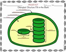 Image result for Chloroplast Blank