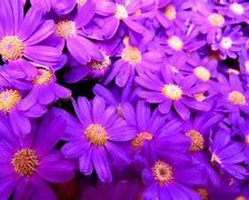 Image result for Bright Colored Flowers