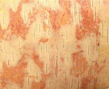 Image result for Birch Bark Contact Paper