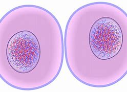 Image result for Chloroplast Cell Diagram