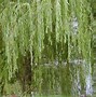 Image result for Willow Tree Branch