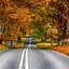 Image result for Autumn Leaves Colors