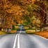 Image result for Fall Leaves Names