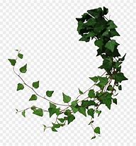 Image result for Ivy Leaf Vine Clip Art