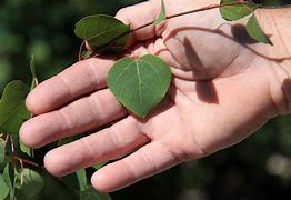 Image result for Aspen Tree Range