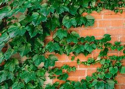 Image result for Noen Ivy Vines