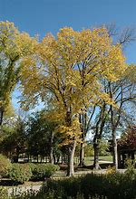 Image result for Giant American Elm Tree