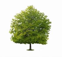 Image result for Big Stem Tree White Background