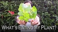 Image result for What's Eating My Plant Leaves