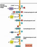 Image result for Glycolysis Pathway 10 Steps