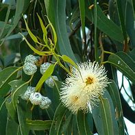 Image result for Blue Gum Eucalyptus