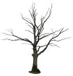 Image result for Burnt Tree Silhouette