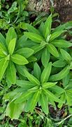 Image result for Leaf Arrangement of Grass