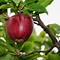 Image result for Red Apple Tree