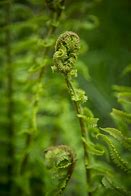 Image result for Cinnamon Fern Fronds