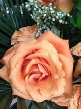 Image result for Coral Colored Roses