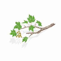 Image result for Maple Tree Branch Vector