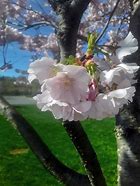 Image result for Red Cherry Blossom Tree