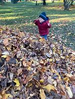 Image result for Jumping in Leaves