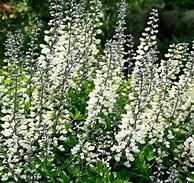 Image result for White Indigo Plant