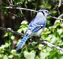 Image result for Blue Jay Bird Coloring Page