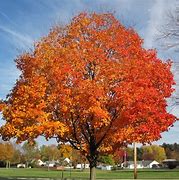 Image result for Fall Tree Cartoon