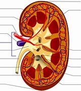 Image result for Unlabelled Diagram of the Nephron