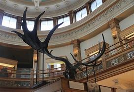 Image result for Irish Elk Comarison