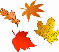 Image result for Fall Leaf Coloring Sheet