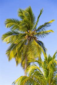 Image result for Palm Tree Leaf Malaysia