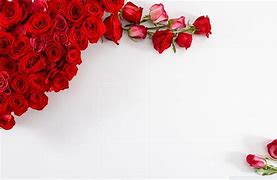 Image result for Bowed Red Rose White Background