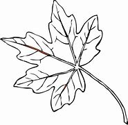 Image result for Maple Leaf Outline Drawing