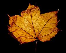 Image result for Website Background Leaf