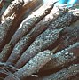 Image result for Palm Tree Inflorescence