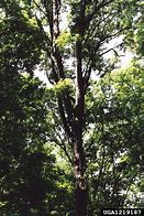 Image result for Quercus Alba Leaf