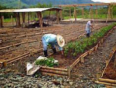 Image result for Bamboo Cultivation