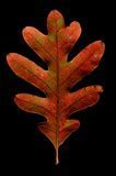 Image result for Fall Leaf Print