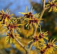 Image result for Witch Hazel Leaf