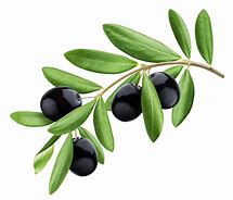 Image result for Olive Branch On Black Background