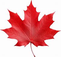 Image result for Maple Leaf Brush Photoshop