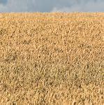 Image result for Corn Field Free CLI Art