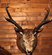 Image result for Stags Head Ale