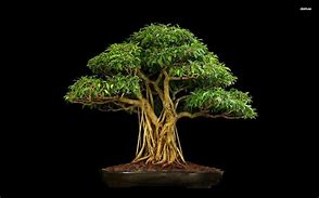 Image result for Real Bonsai Tree