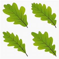 Image result for Oregon White Oak Clip Art