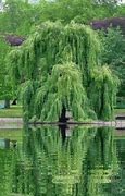 Image result for Willow Tree in Garden