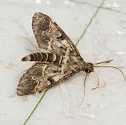 Image result for European Pepper Moth