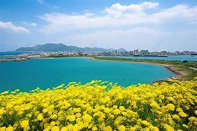 Image result for Lily Pond Background